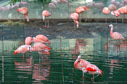 Pink Flamingo Birds Pond