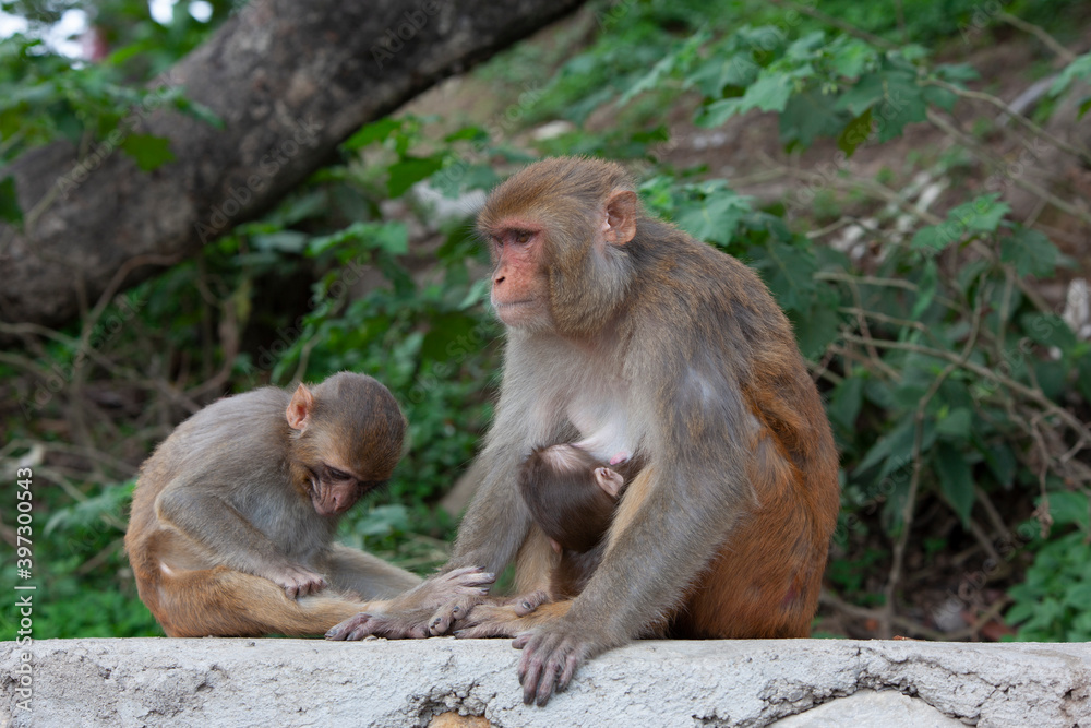 Monkeys in the zoo Monkeys in the zoo