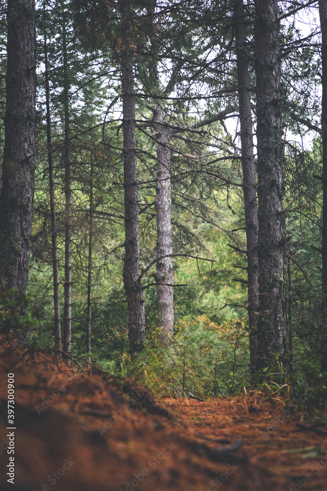 Fototapeta premium path in the forest