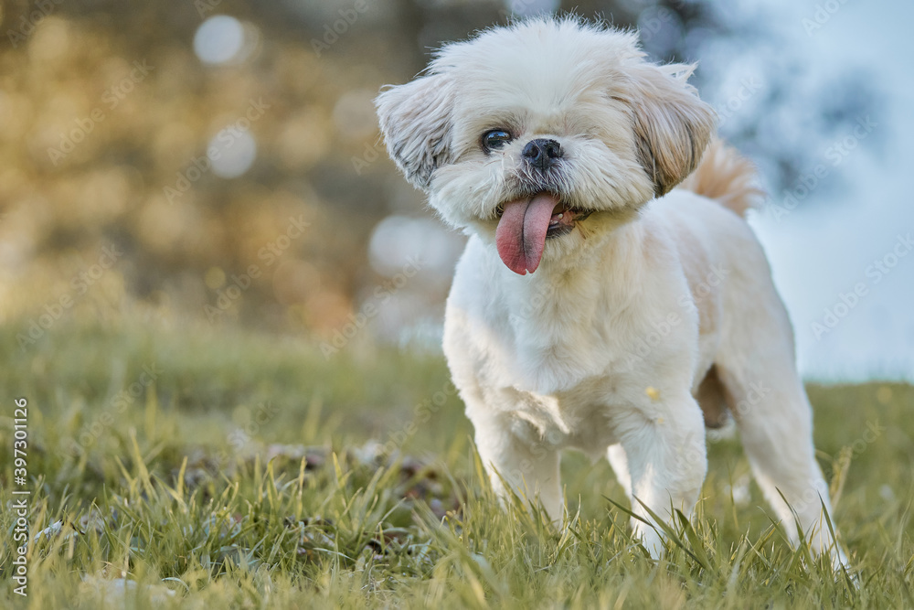 retrato de perro blanco con un ojo y la lengua fuera retrato de perro blanco con un ojo y la lengua fuera