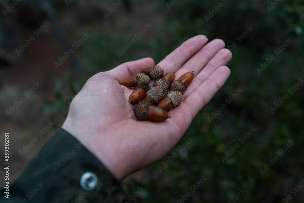 a hand picking acorns in the bush