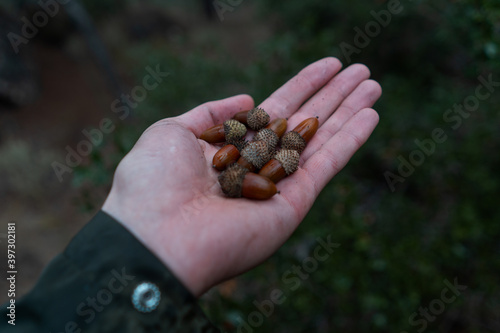 a hand picking acorns in the bush