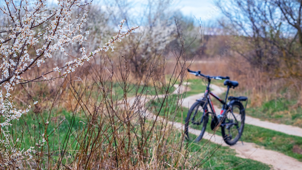 Bicycle near a dirt road and a flowering tree in spring