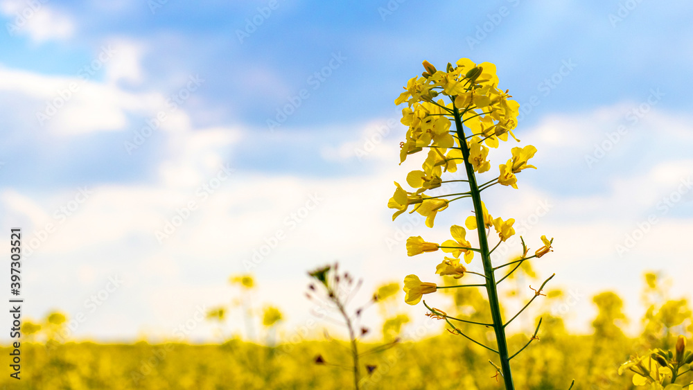 Yellow rapeseed flowers in the field, blooming rapeseed field Yellow rapeseed flowers in the field, blooming rapeseed field