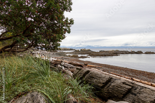 beach with trees and rocks on Vancouver Island, British Columbia, Canada
