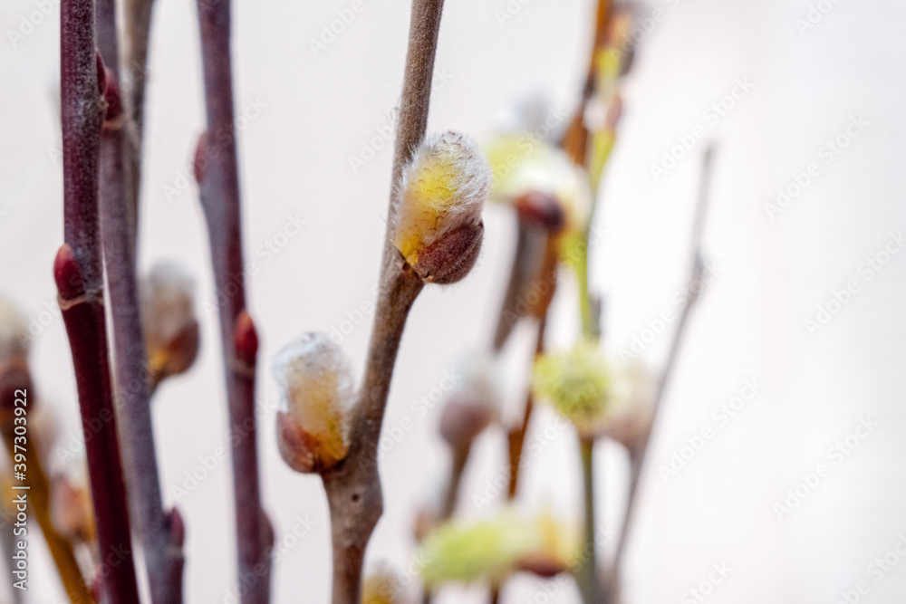 Willow branches with fluffy catkins on a light background Willow branches with fluffy catkins on a light background