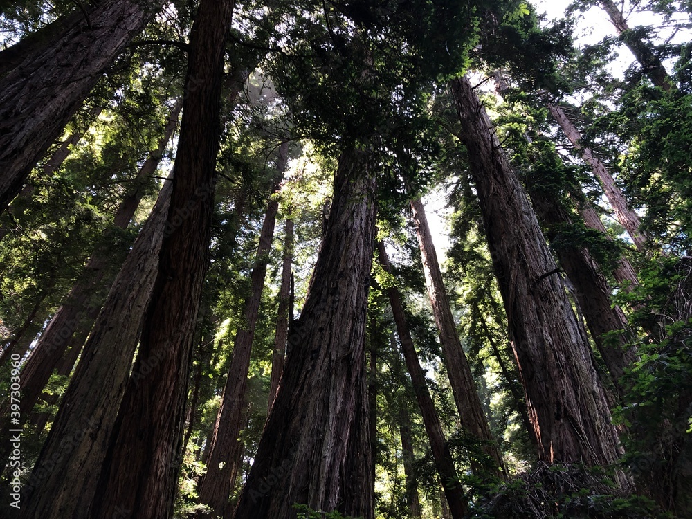 Redwood Trees