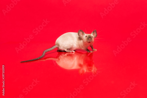 Cute tame house mouse seen from the side looking up on a red background with reflection photo