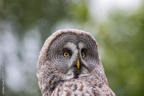 Great grey owl (Strix nebulosa) face. Bird facial disc close-up. Nature image