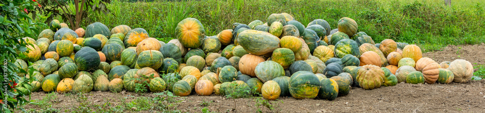 Panoramic view of harvested pumpkins
