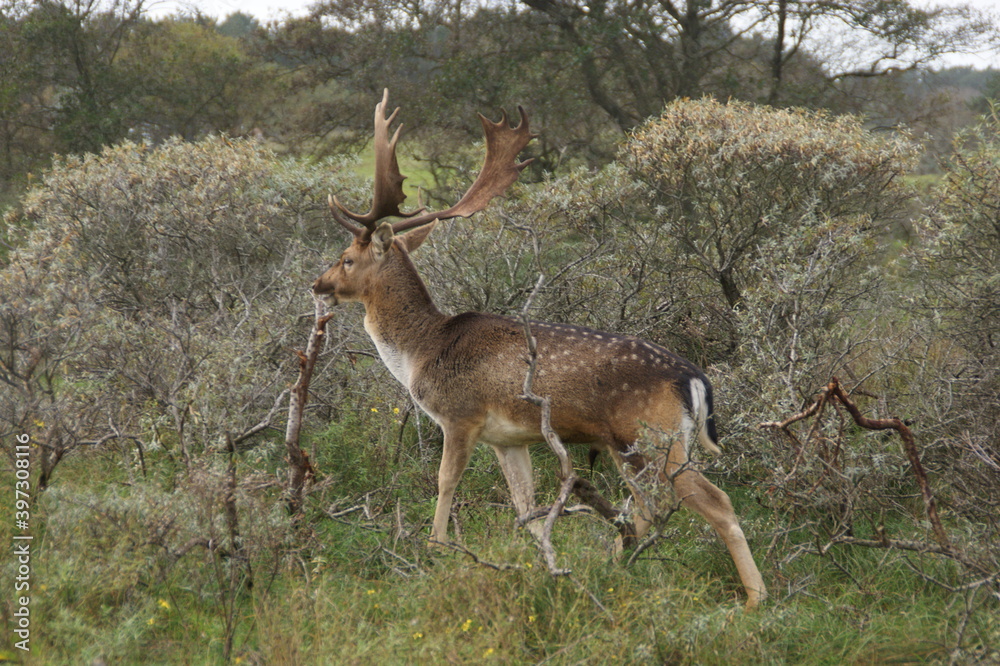 Obraz premium A large fallow deer with antlers in the Dutch green dunes
