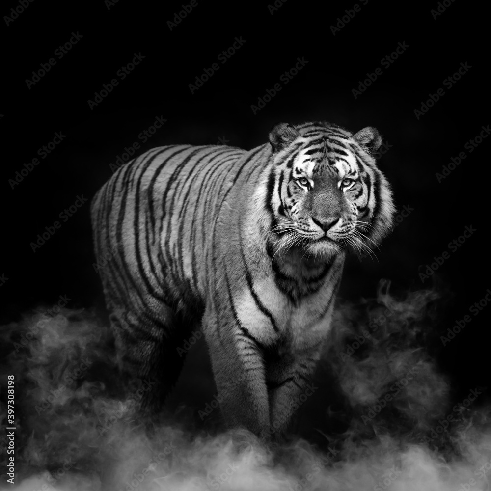 Obraz premium Tigre