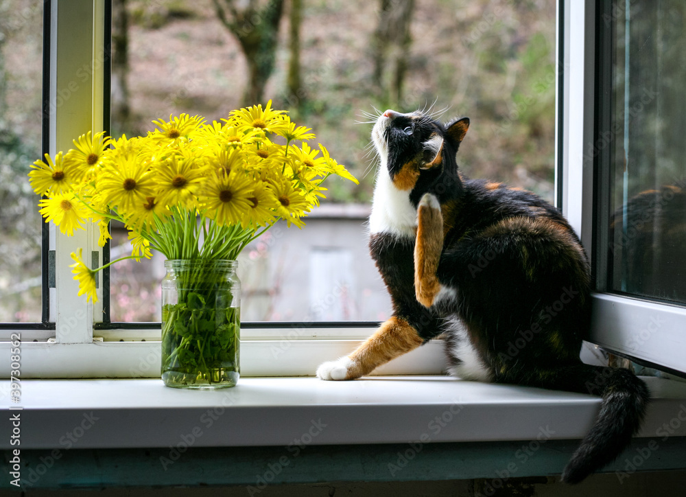 cat and flowers