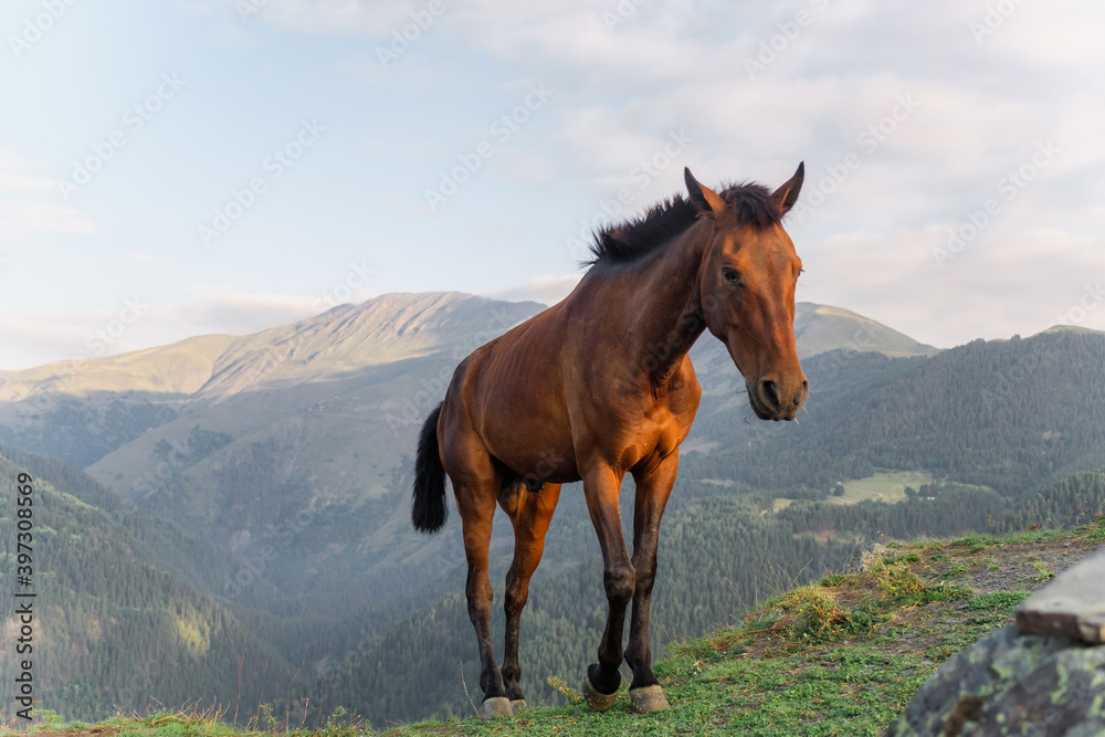 Horses in the mountains