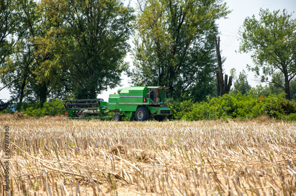 Fototapeta premium Green harvesting combine in the background with harvested field in front of it