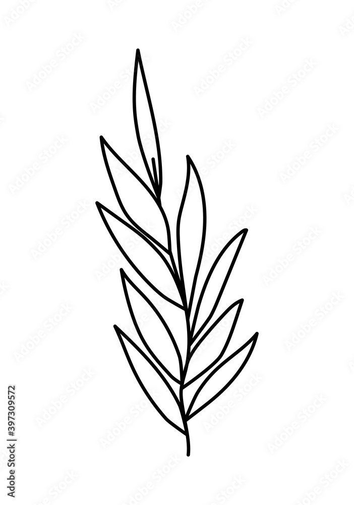 plant with many leaves over a white background
