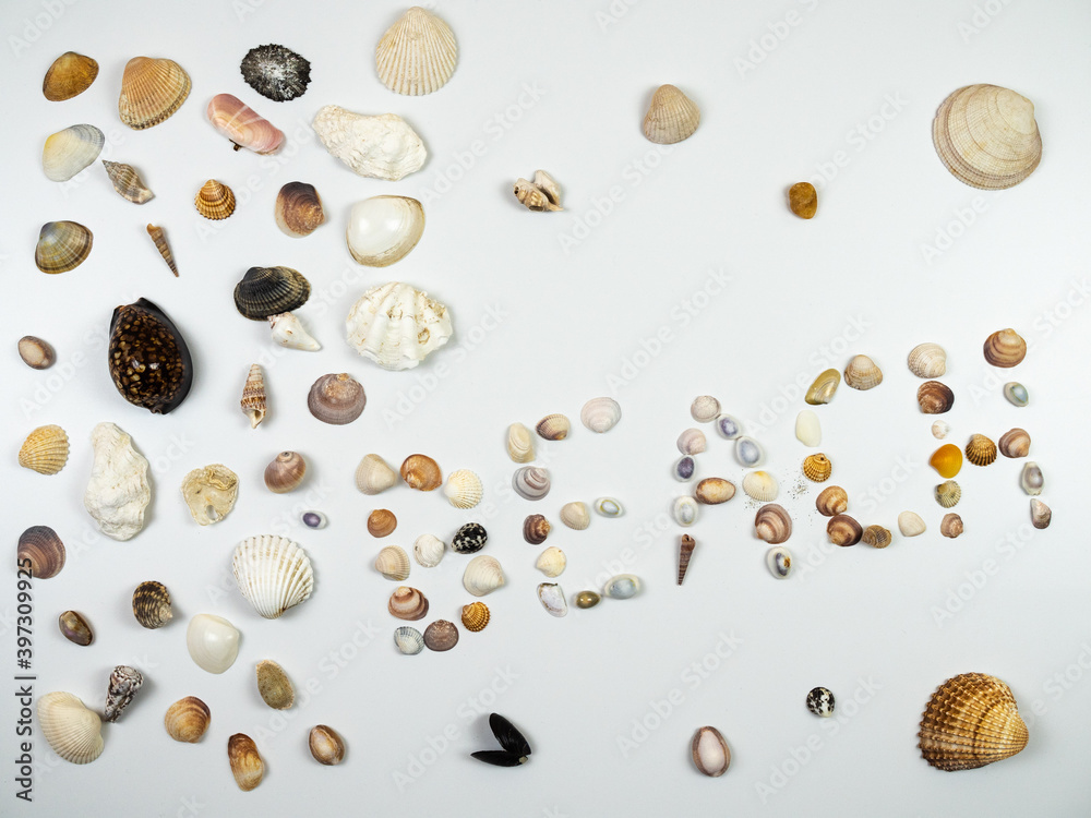 Shells composition. Shells on white background. Beach concept. Flat lay, top view