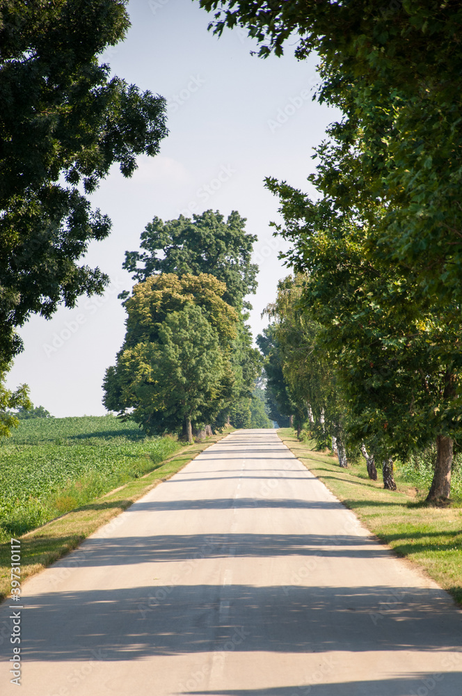 Beautiful country side road with trees Beautiful country side road with trees