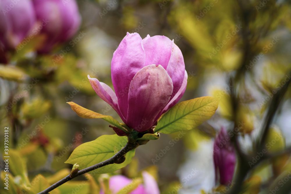 magnolia tree blossom magnolia tree blossom