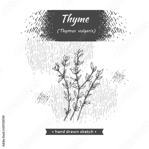 Bunches of sprig of thyme with leaves .