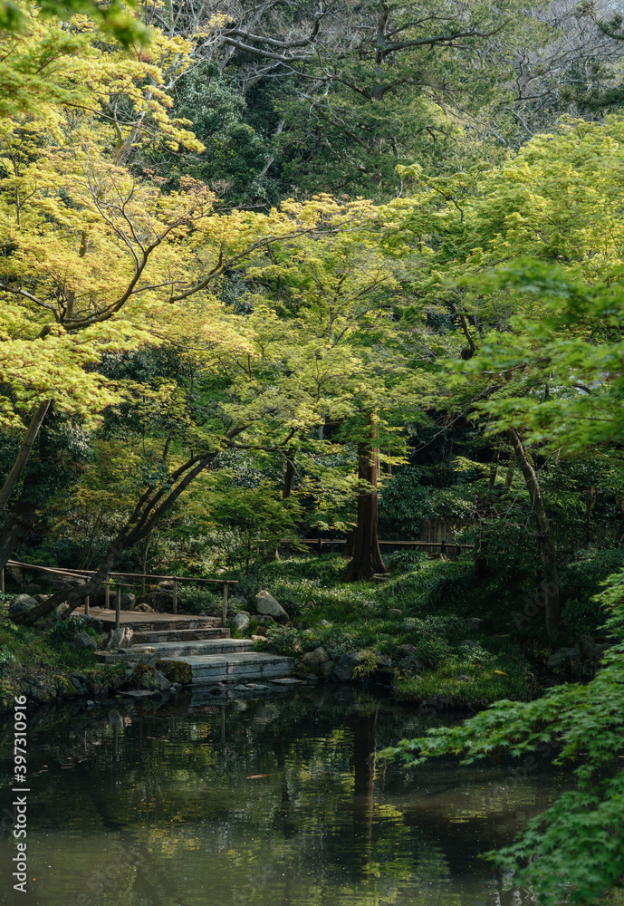 Healing Japanese Garden with Fresh Green Color of Leaves and Calm Pond Healing Japanese Garden with Fresh Green Color of Leaves and Calm Pond