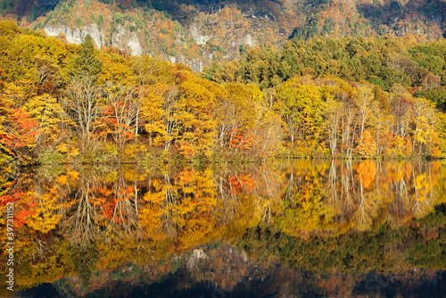 Mirror Pond Shows Beautiful Trees Turn in Red and Yellow in Autumn, Nagano Prefecture Japan