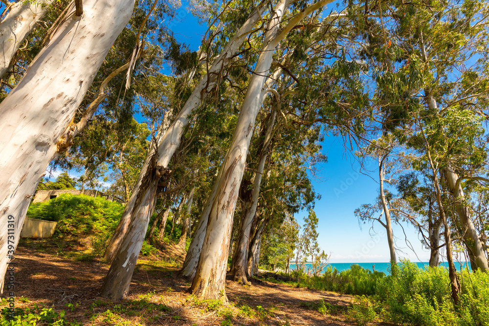 Beautiful landscape with eucaliptus trees and sunlight Beautiful landscape with eucaliptus trees and sunlight