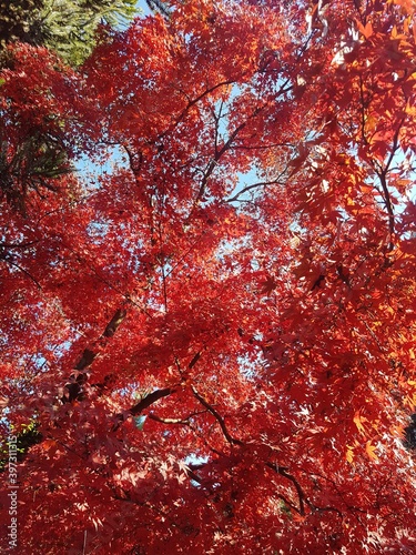 red maple leaves