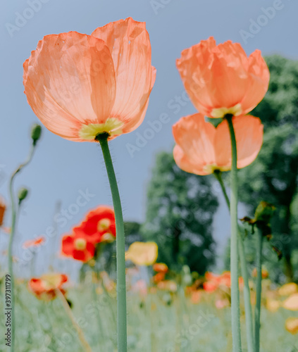 poppy photo