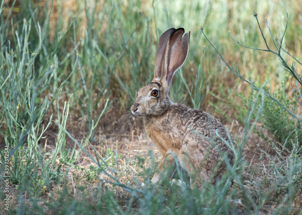 Fototapeta premium Black-tailed Jack Rabbit