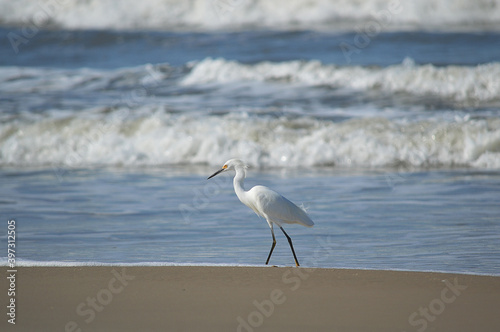 great white heron on the beach