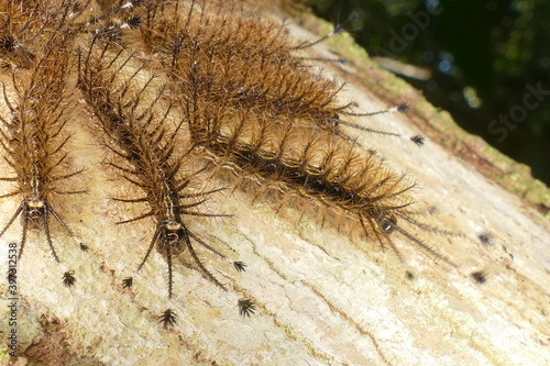 Young Taturana caterpillars clustered on a tree trunk. Contact with multiple caterpillars can result in more significant envenomation. Brazilian rainforest, Pedra Branca village, State of Pará, Brazil photo