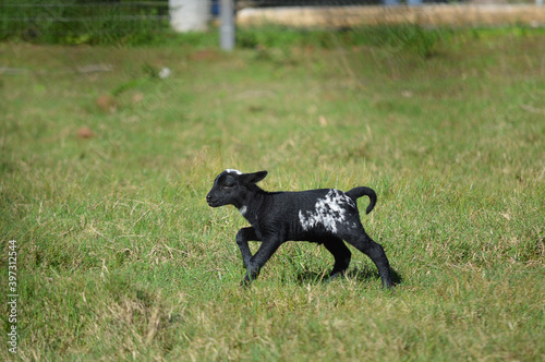 black and white goat on the field