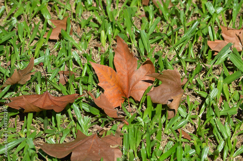 autumn leaf on the grass