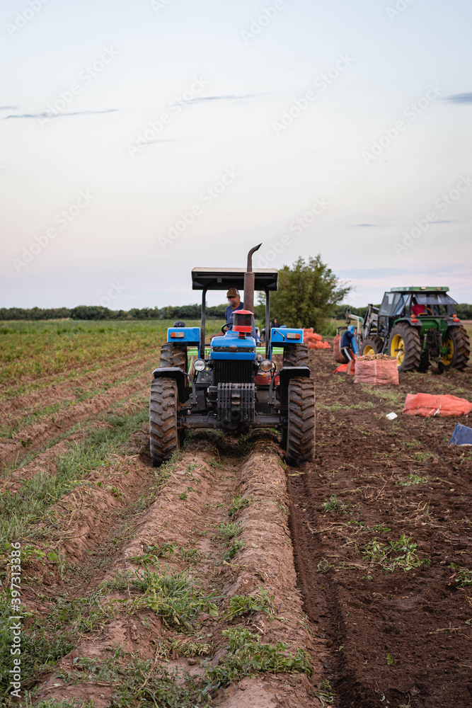 cosecha de papa en campo con tractor y trabajadores golondrinas cordoba argentina cosecha de papa en campo con tractor y trabajadores golondrinas cordoba argentina