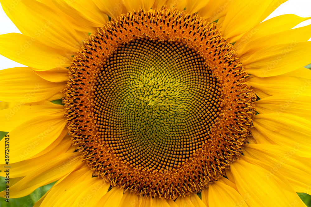 Close-up of sunflower in the field Close-up of sunflower in the field