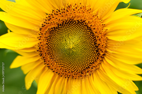 Close-up of sunflower in the field
