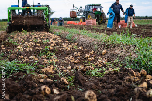 cosecha de papa en campo con tractor y trabajadores golondrinas cordoba argentina