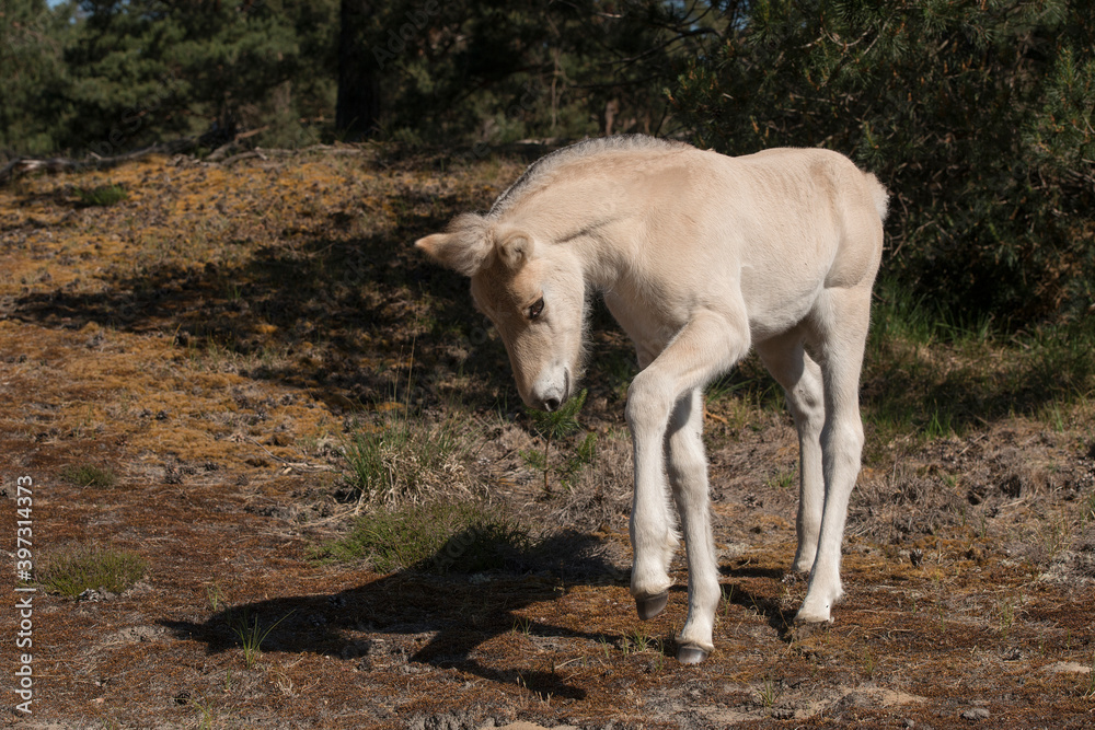 Cute young Norwegian Fjord horse foal outdoors on a sunny day Cute young Norwegian Fjord horse foal outdoors on a sunny day