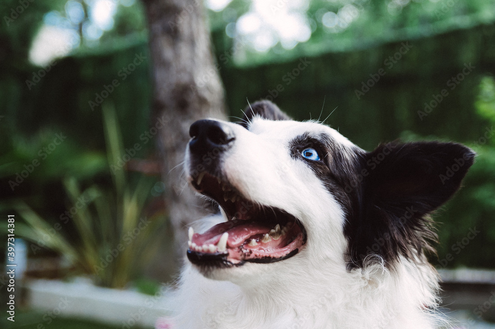 Adorable purebred dog with different eyes Adorable purebred dog with different eyes