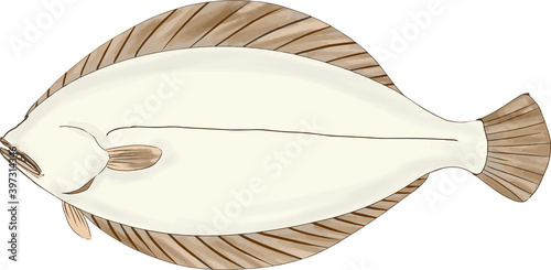 手書きのヒラメ(裏)のイラスト