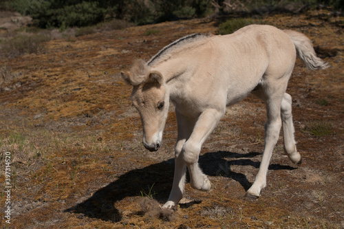 Cute young Norwegian  Fjord horse foal outdoors on a sunny day