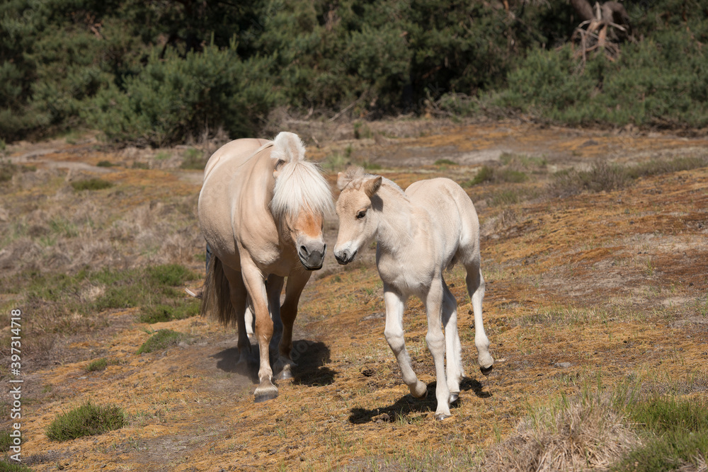 Obraz premium Cute young foal and mare of a Fjord horse on a sunny day