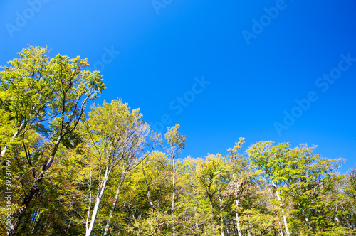 Colorful treetops in autumn forest with blue sky and sun shining though trees