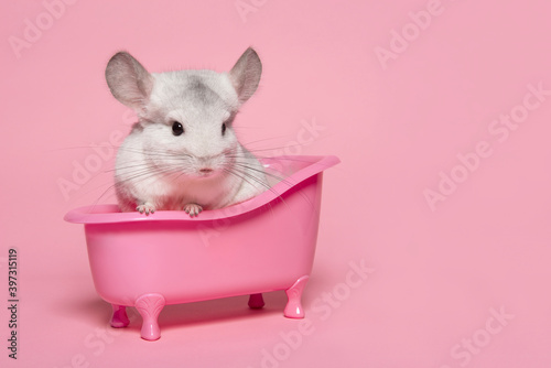 Cute chinchilla sitting in a pink bathtub on a pink background photo