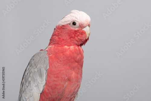 Portrait of a pretty pink galah cockatoo on a grey background © Elles Rijsdijk