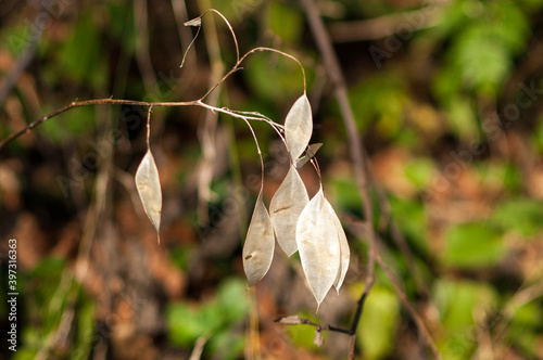 Close-up of silver dollar plant, lunaria, honesty plant in the forest photo