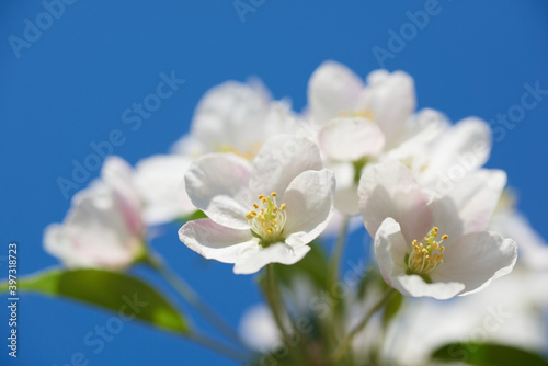 Fototapeta Naklejka Na Ścianę i Meble -  Bukiet białych kwiatów na gałęzi jabłoni w pełnym wiosennym słońcu.