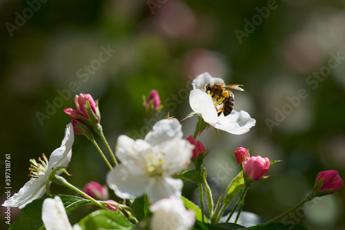 Pszczoła na kwiatku jabłoni