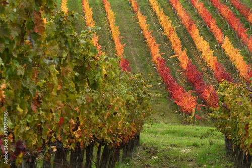 yellow and red rows of vineyards in Tuscany in the Chianti Classico area. Autumn season, Italy